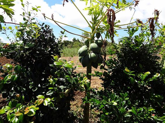  この地域では野菜、果物の自家栽培は当たり前