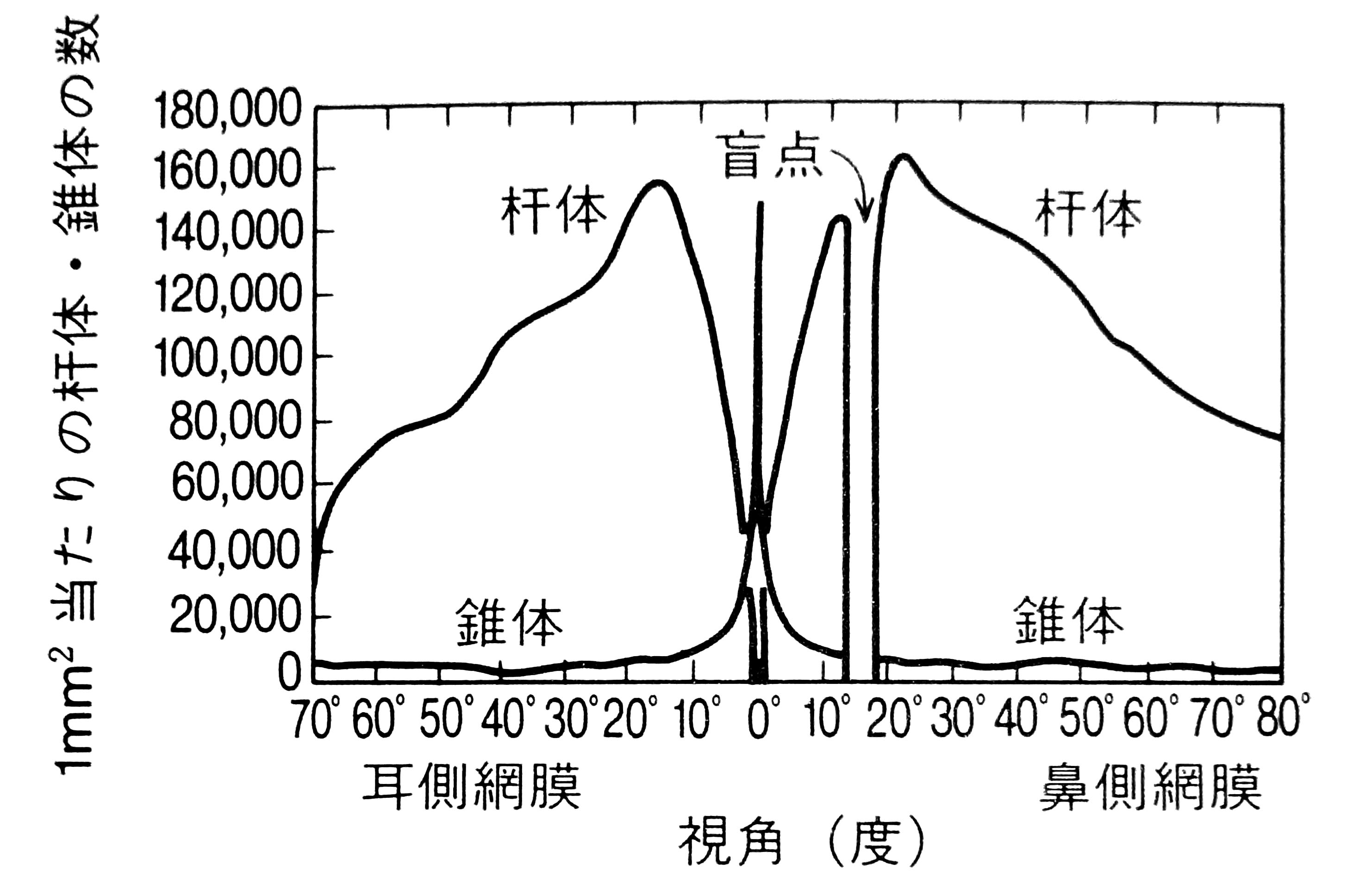 å³1ï¼å·¦ç¼ã®ç¶²èä½ç½®ã«å¯¾å¿ããæ¡¿ä½ã»éä½ã®åå¸å¯åº¦ï¼æè¦ç¥è¦ãã³ãããã¯ãp.924 å³18ã»5ã»1ï¼